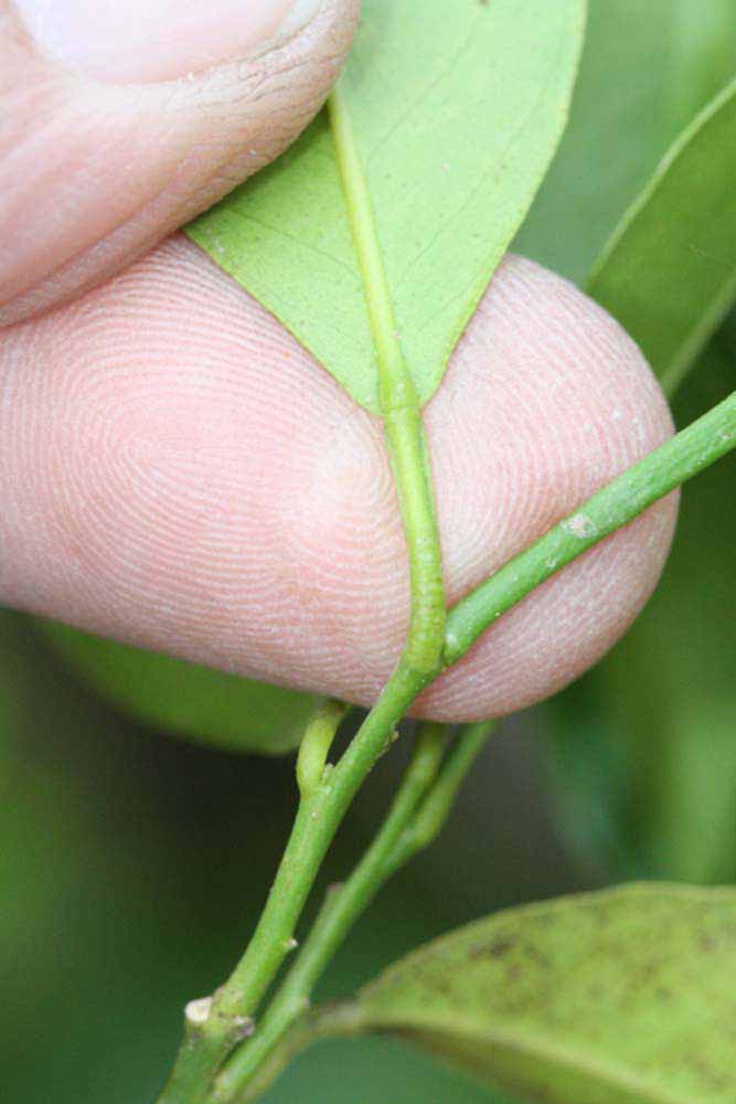              Petiole (Riverside, CA)       